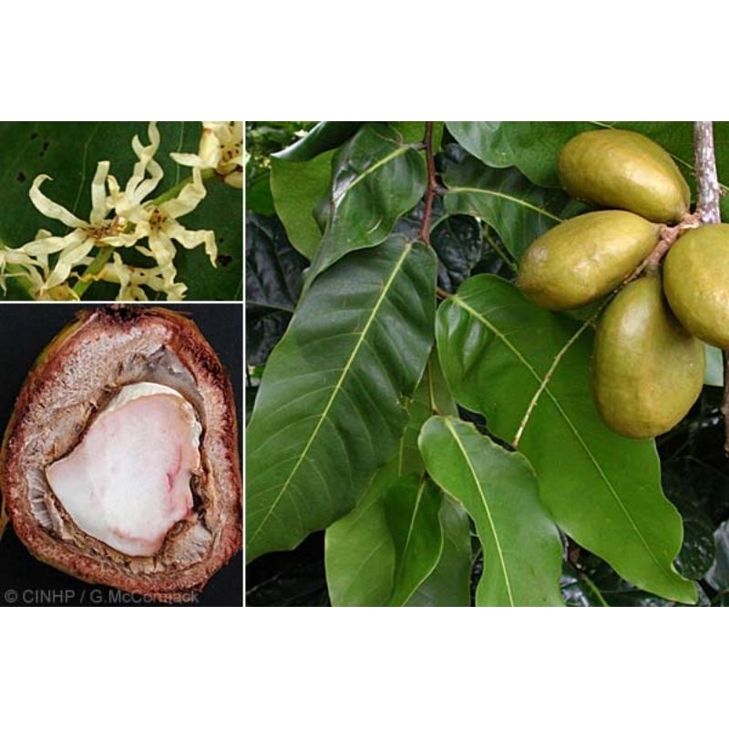 

DAUN GAYAM
