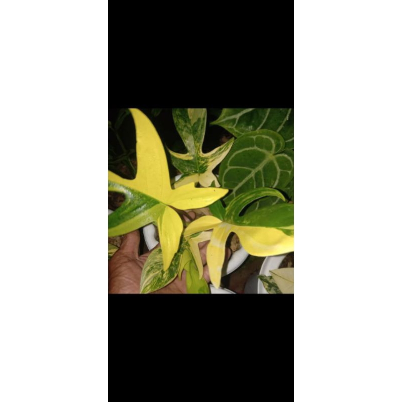flobe varigata kuning