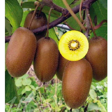 Bibit Buah Kiwi Super Siap Tanam