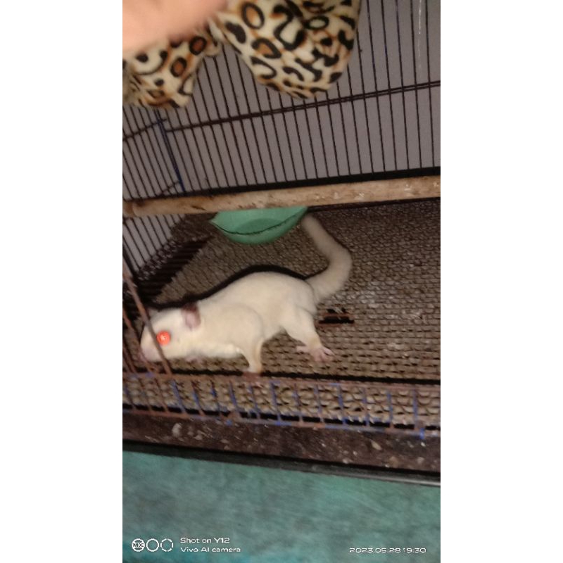 albino sugar glider jantan