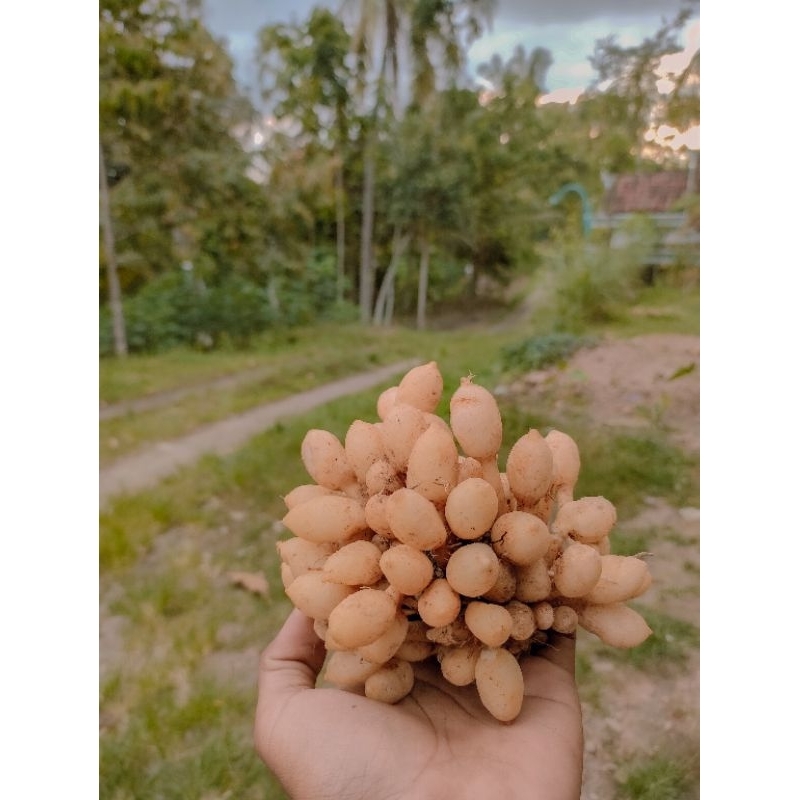 kunyit putih/kunyit gombyok harga /kg