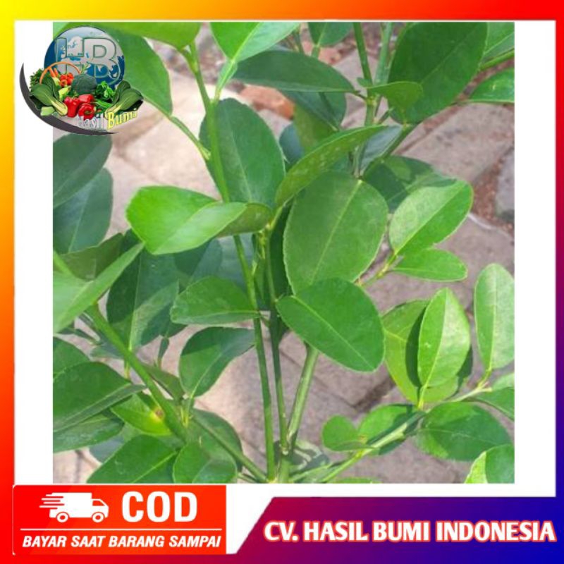 

Daun jeruk nipis Segar 100gram