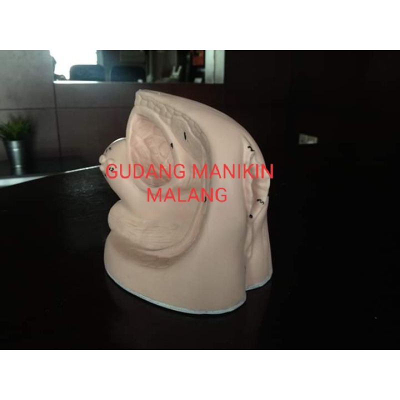 PHANTOM/MANIKIN KATETER WANITA/ALAT PERAGA