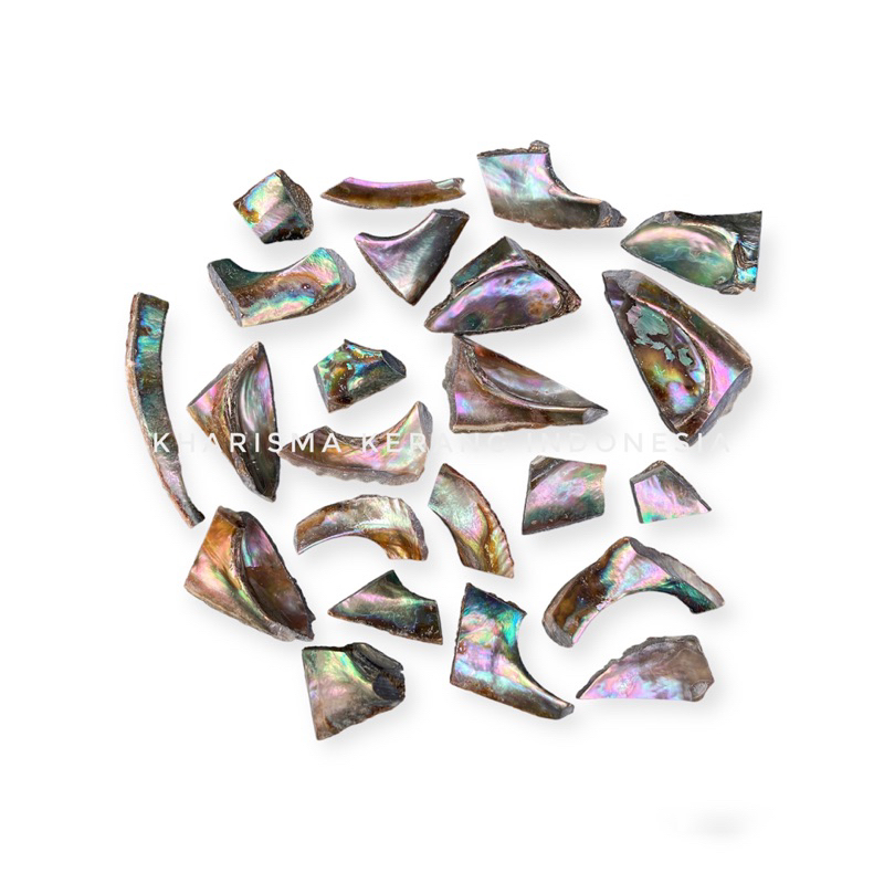 Paua Abalone Shell Unpolished Kerang Abalon Cangkang Kerang Abalon by Kharisma Kerang Indonesia