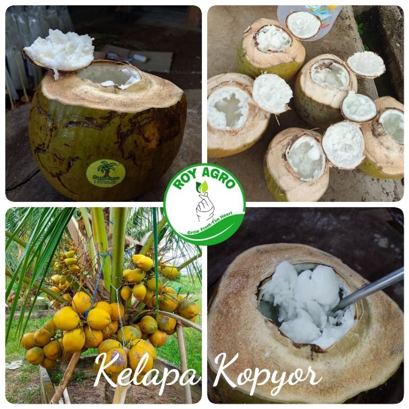 

Buah Kelapa Kopyor ekslusif bergaransi