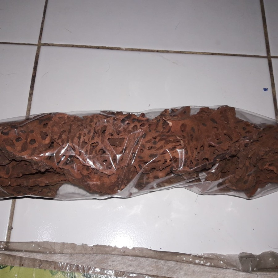 

Sarang Semut Asli Papua