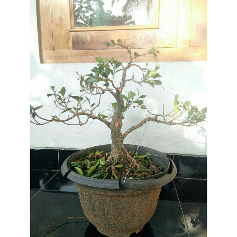 bonsai  kimeng smal  siap pajang