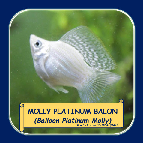 IKAN HIAS AIR TAWAR - MOLLY PLATINUM BALON / BALLOON PLATINUM MOLLY