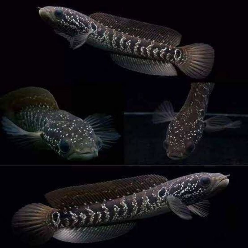 Asiatica WS  Pair proven