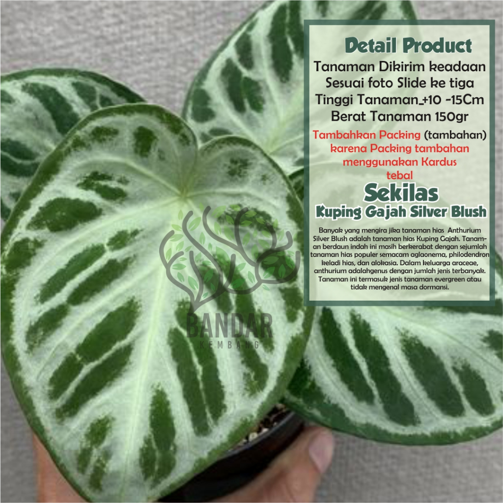 Kuping Gajah Silver Blush Tanaman Hias Koleksi Unik Indoor Aestetic Retro