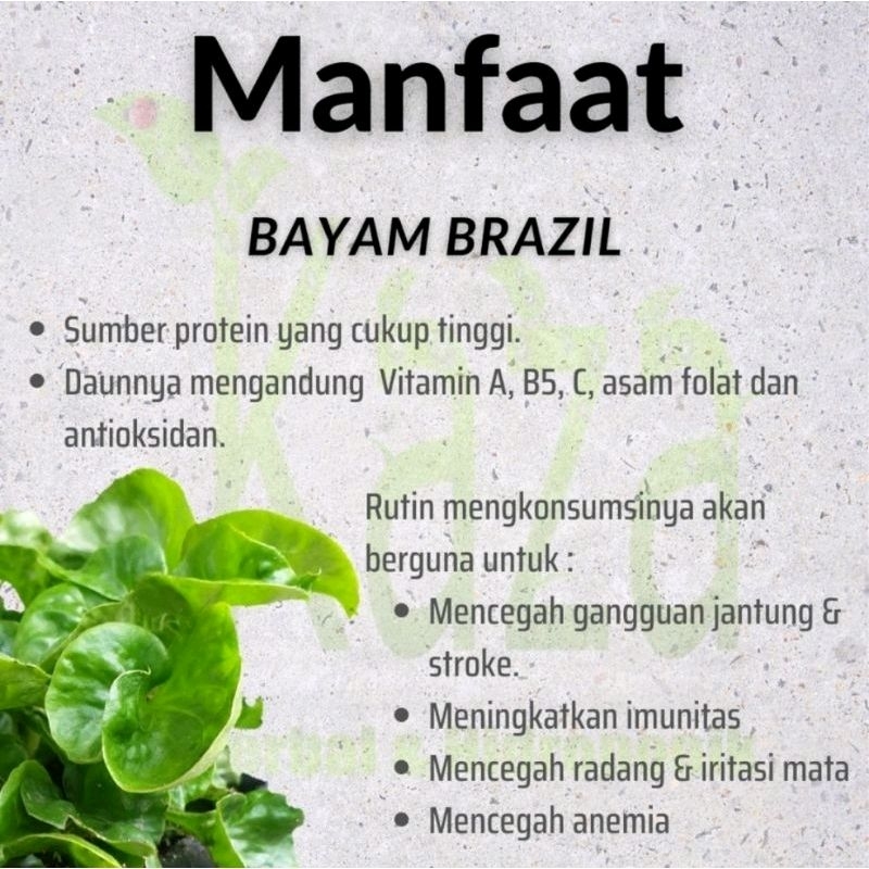bibit bayam Brazil/tanaman hidup/ bayam Brazil/bibit bayam/paket 3bibit bayam Brazil/paket 10 bibit 