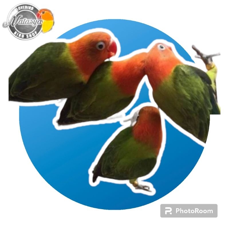 Lovebird biola green 1 ekor