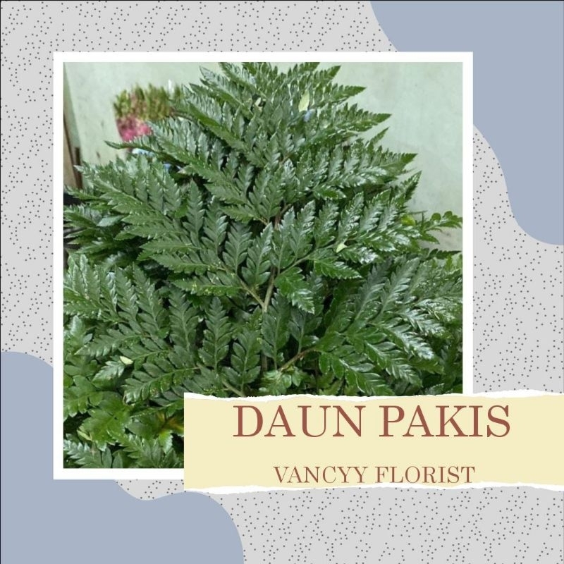 Daun Pakis Fresh / Daun Pakis Potong / Daun Pakis Vancyy Florist / Daun Pakis Ready Batam / Daun Pak