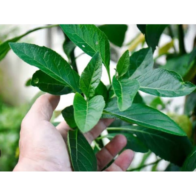 

Daun afrika organik berat 100g untuk obat herbal