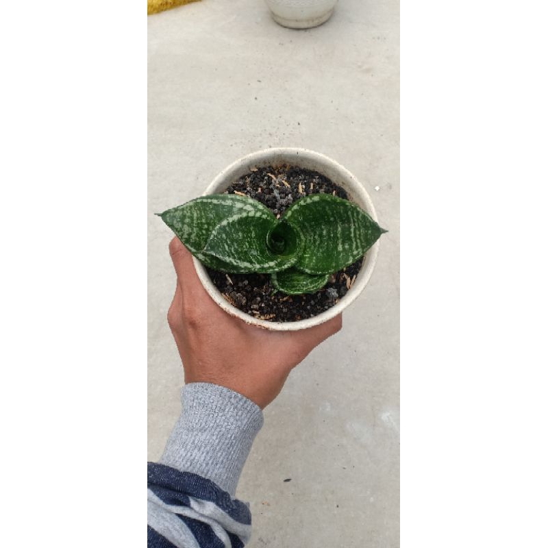 Sansevieria pagoda mutasi versi moonshine