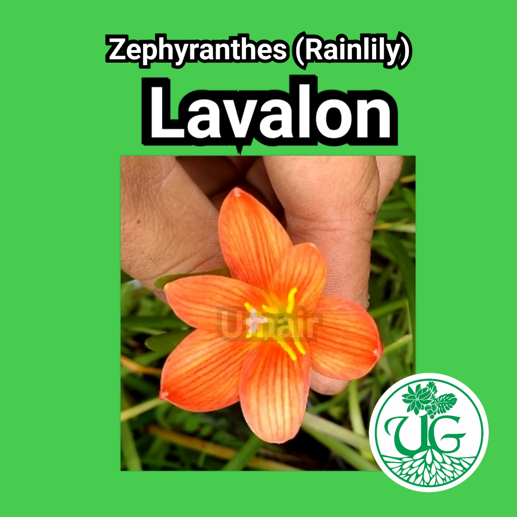 Umbi zephyranthes Lavalon (Zephyranthes atau Rainylily)