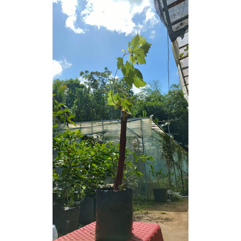 BIBIT ANGGUR BONGGOL BESAR