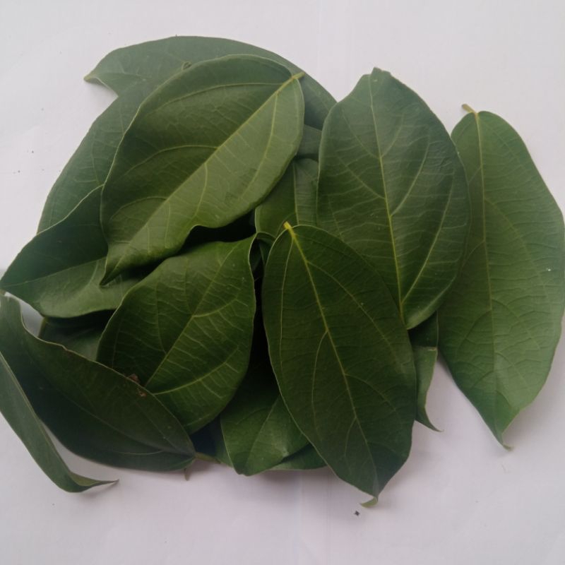 

daun cincau hijau/cincau perdu segar