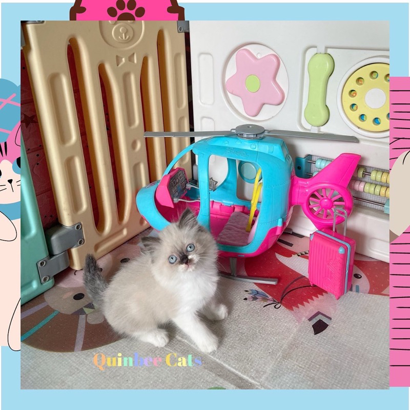 Kucing Himalaya X Ragdoll Betina Warna Chocolate Bicolor