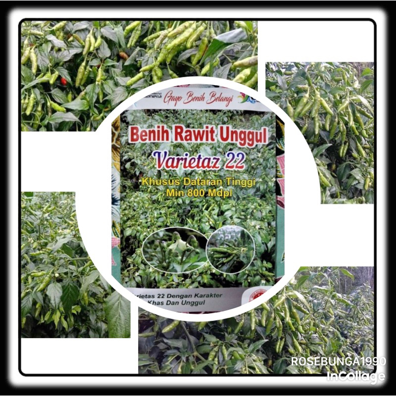 REPACK- isi 20 Benih Cabe Rawit Varietaz 22 Ke- Bibit Cabai Rawit Varietas 22 - Rawit Ijo V22 - Rawi