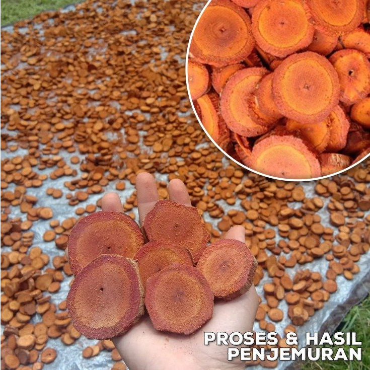 AKAR KAYU BAJAKAH TAMPALA MERAH PREMIUM ASLI ORIGINAL KALIMANTAN TENGAH