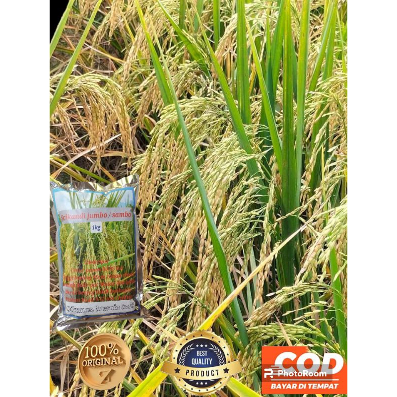 benih padi srikandi jumbo 1kg
