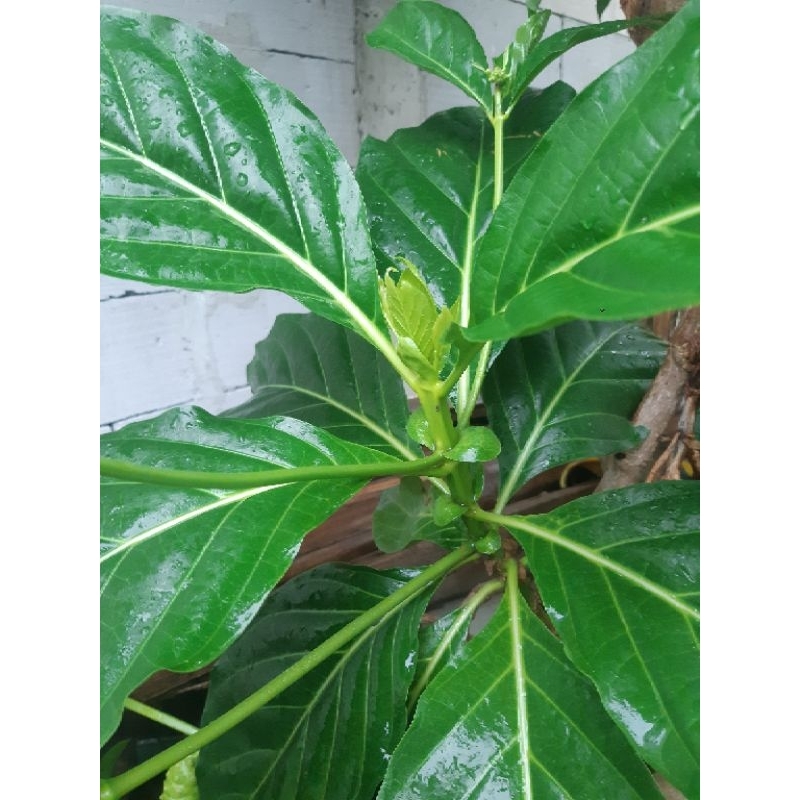 

Daun Mengkudu Pace segar