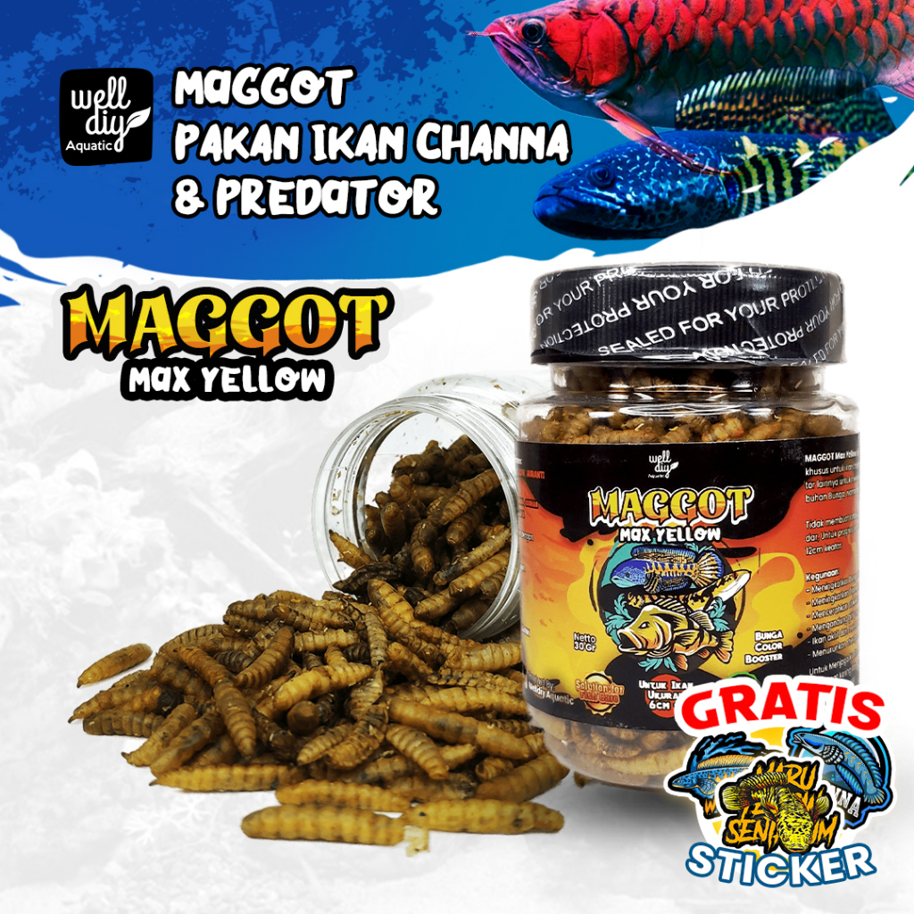 Maggot Kering Yellow Pakan Ikan Channa MORE YELLOW - 30g