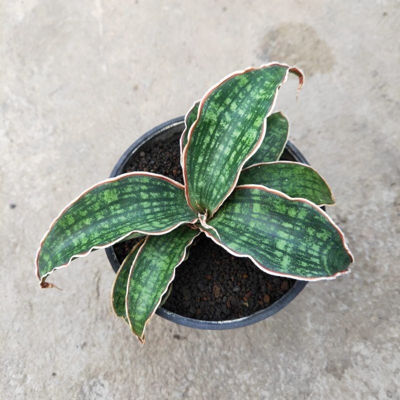 sansevieria hybrid phupamon x eilensis