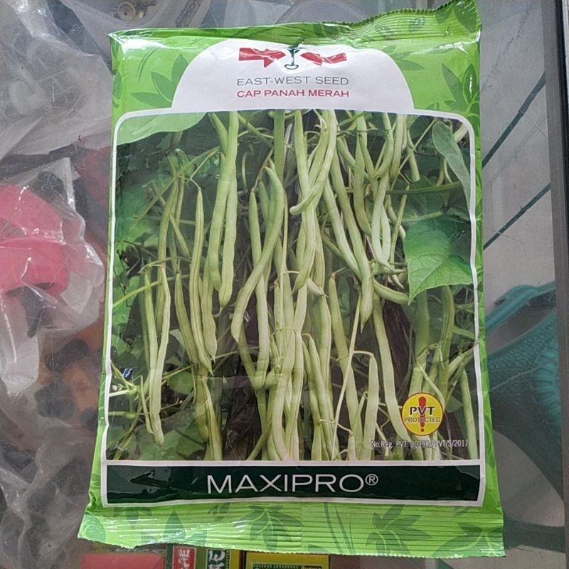 bibit buncis MAXIPRO 500grm buncis panah merah