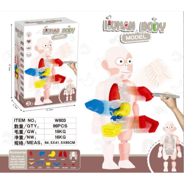 

Promo Human Body Model - Mainan Edukasi Sains Anak Limited