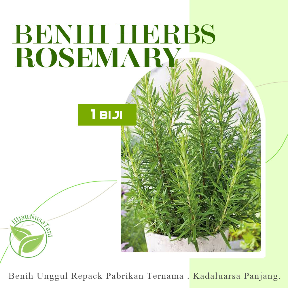 BENIH ROSEMARY - biji herbs Repack Ecer Bijian Seribuan Share in Pack 1s 1 biji seeds tanaman bumbu 