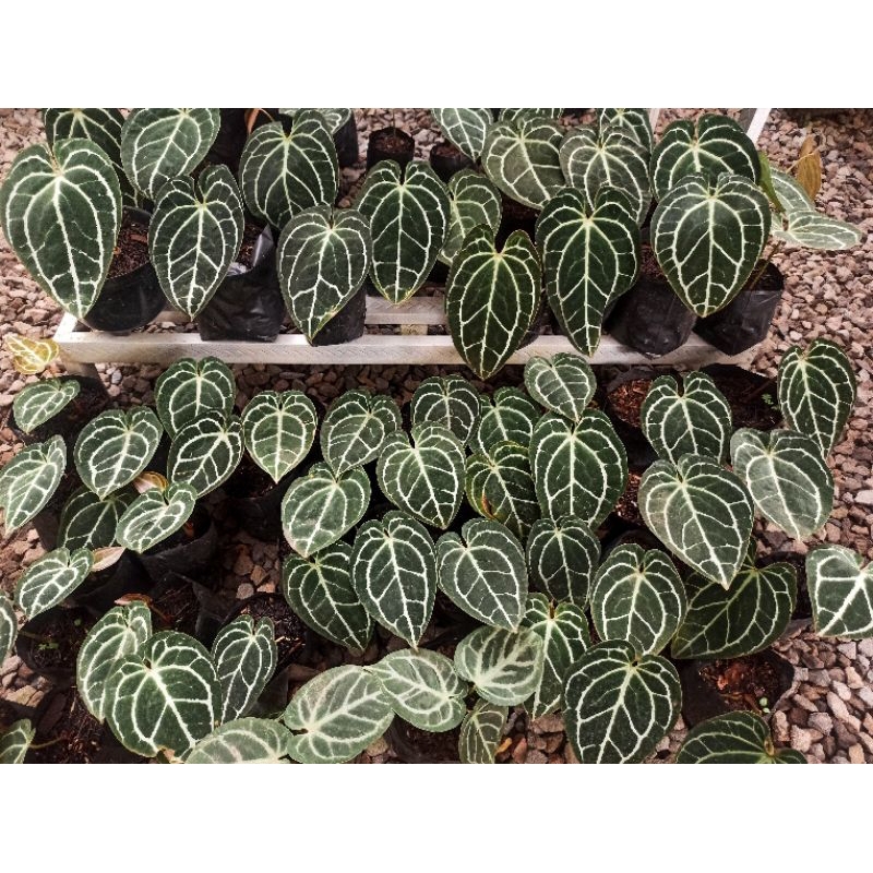 Anthurium Crystalinum Minahasa aka Crystallinum Dark Form