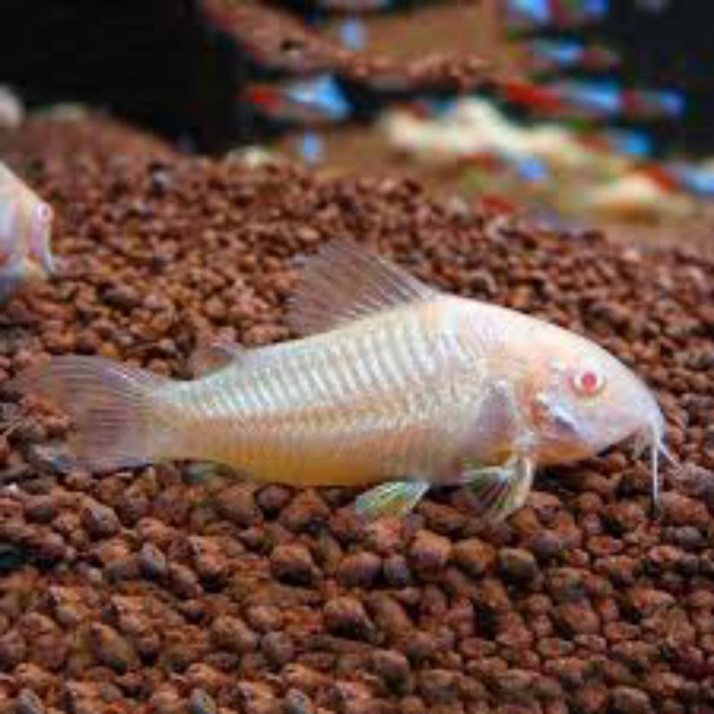 

corydoras albino