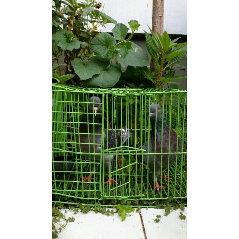 burung merpati balap