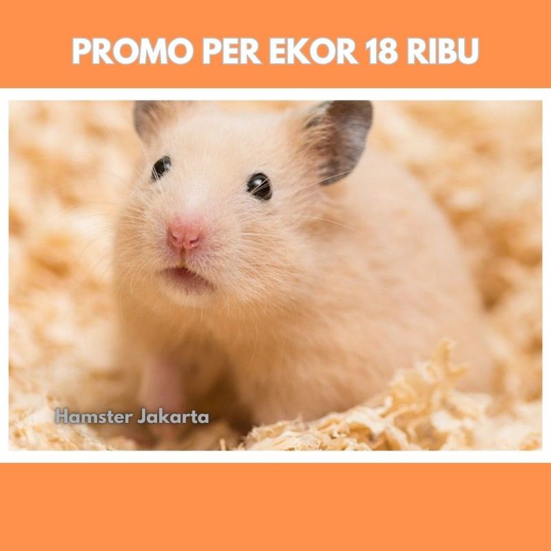 hamster syrian short hair