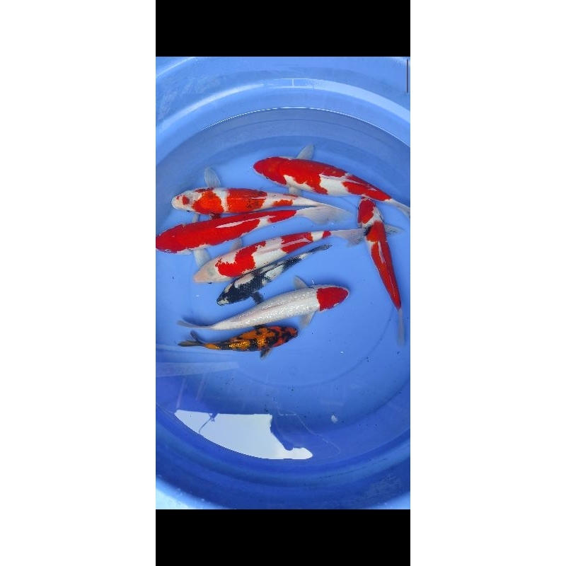 Ikan koi showa kohaku