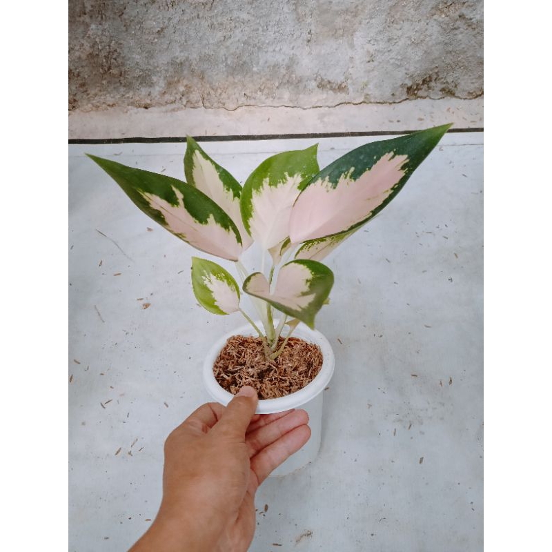 Aglonema Kochin Sutera