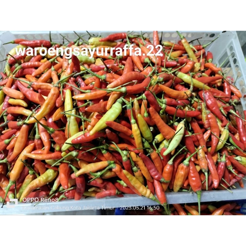 

cabai rawit pedas (cabai galak,setan)