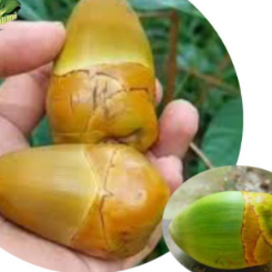 

buah kelapa kecil/beluluk obat herbal