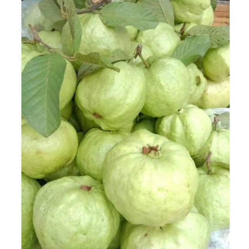 

Jambu kristal/1 Kg/jambu kristal cangkok