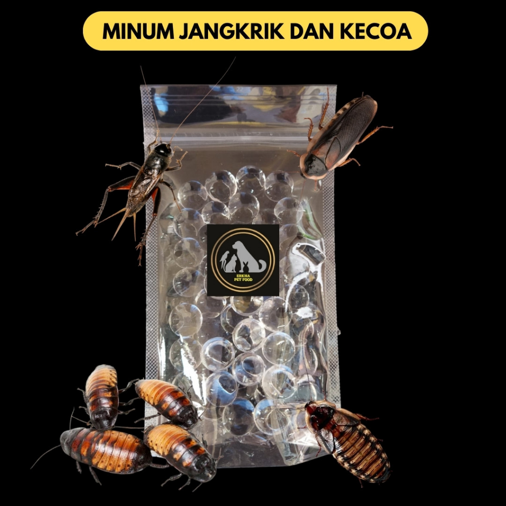 Minum Kecia Dubia Jangkrik Kecoa Madagaskar