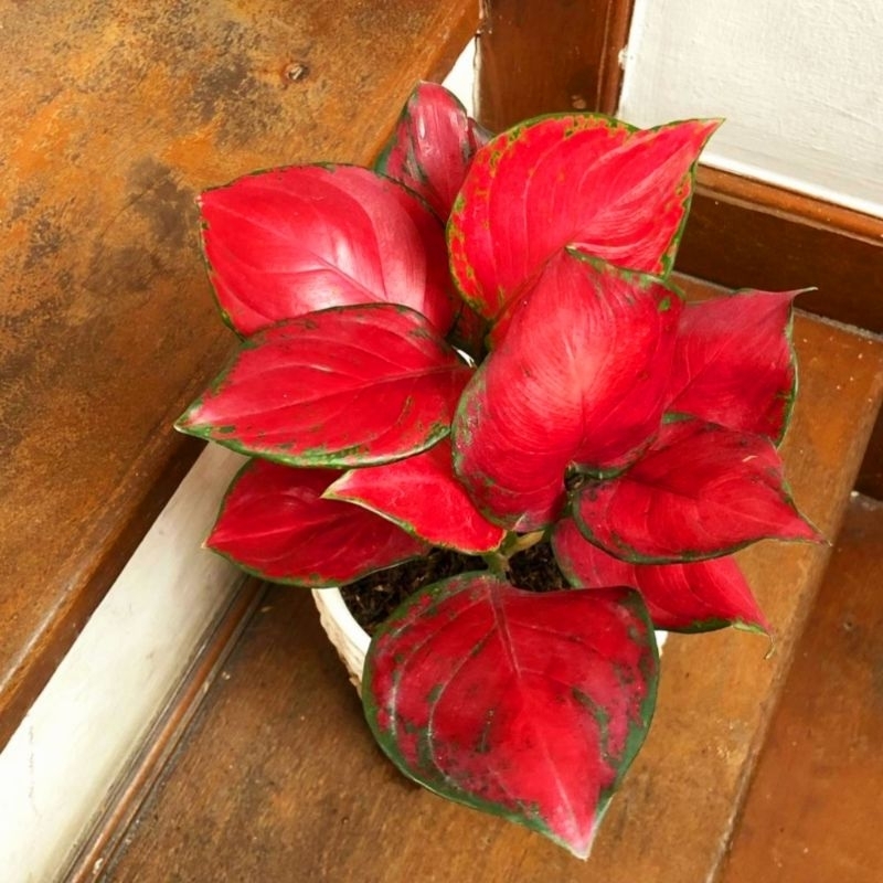 Aglonema Red Queen Merah Menor Tanaman Hias Bunga Aglaonema Murah Merah BUKAN bonggol - bunga hidup 
