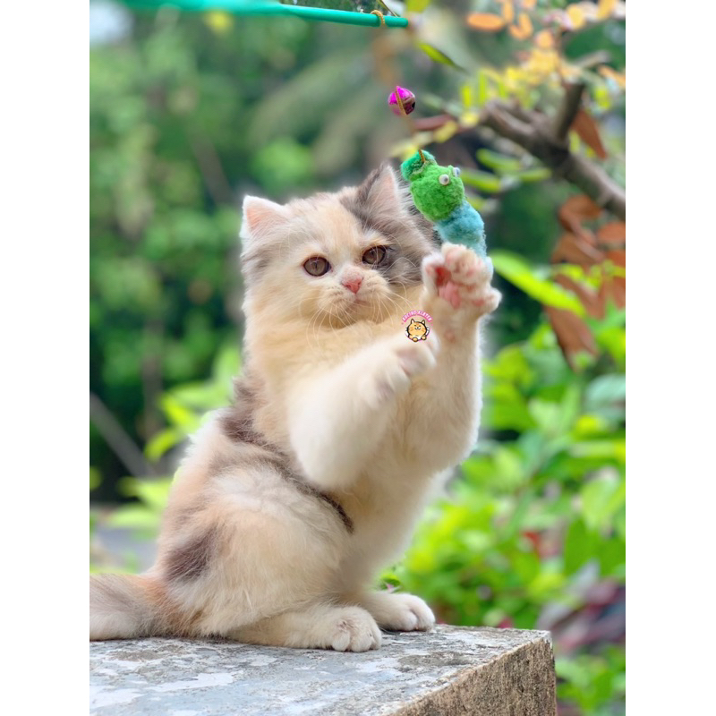 DILUTE CALICO FEMALE