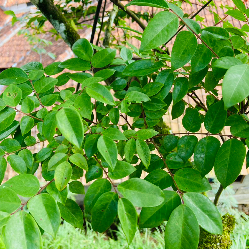 

Daun belimbing manis segar 200 gram-az