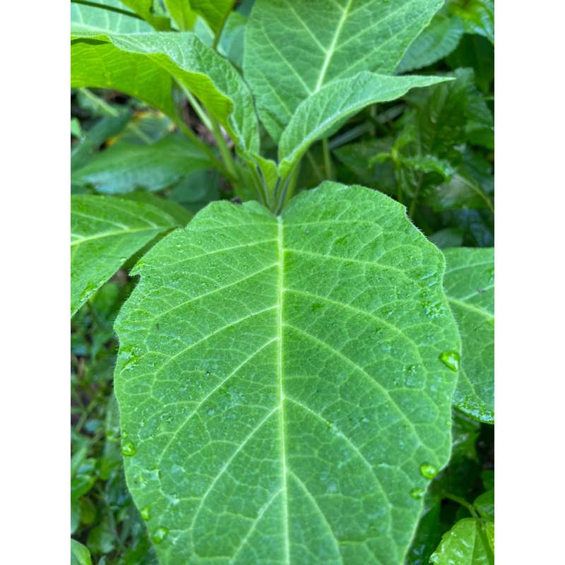 

Daun kecubung segar 500 gram petik langsung-az