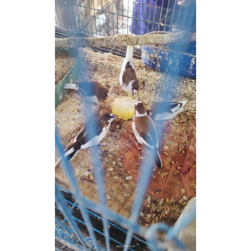 emje blorok hitam sepasang