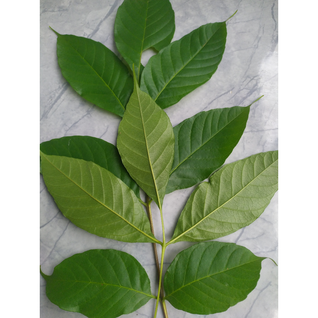 

daun kuda/ kudo / jaranan'[\['\\[\]8