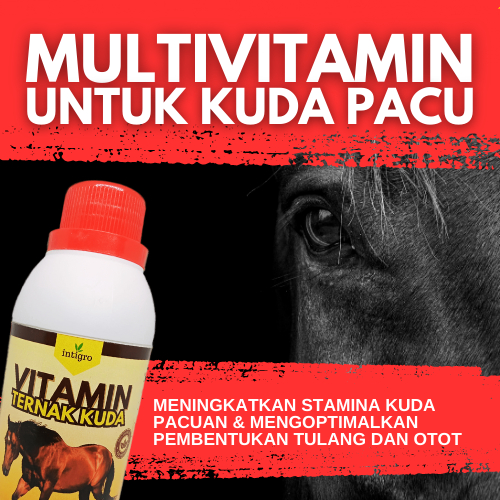 Vitamin Kuda Pacu / Obat Kuda Pacu / Vitamin Penggemuk Ternak Kuda / Suplemen Kuda / Suplemen Minera
