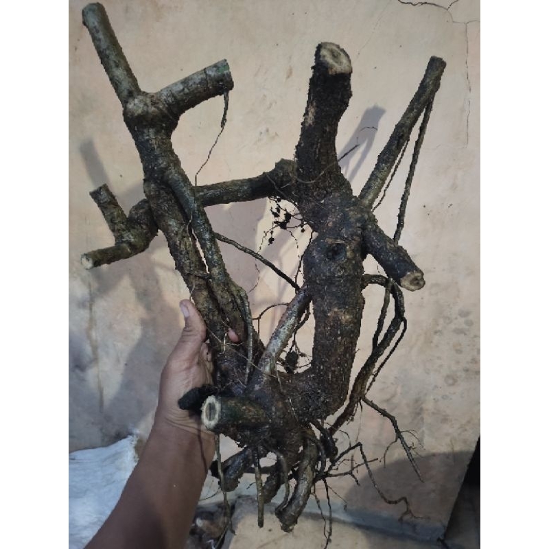 bahan bonsai pohon Tlogosari realpic sesuai gambar 1,5kg